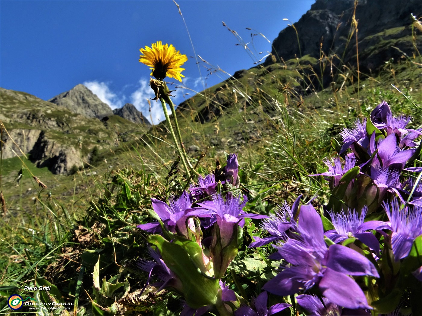 24 Genzianella germanica (Gentianella rhaetica) con vista verso il Pizzo del Diavolo e il Grabiasca a dx.JPG